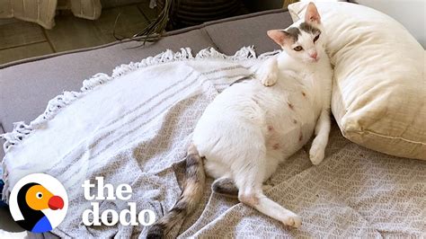 Couples Takes Home Pregnant Stray Cat Living At A Car Rental Shop In Costa Rica | The Dodo - YouTube