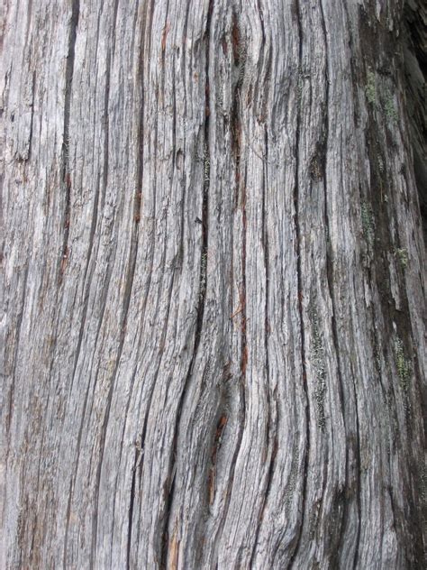 Tree trunk texture | Close up of a tree on the Sunshine Coas… | OntologicalDoubt | Flickr