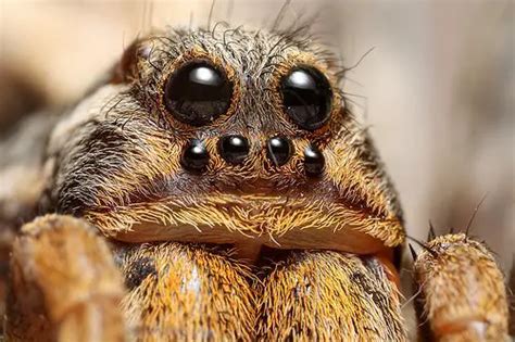 Wolf Spider Facts | Top 20 Facts about Wolf Spiders