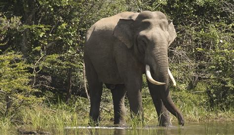 Eastern Explorer: Nameri to Kaziranga | Planetwildlife: Nature ...