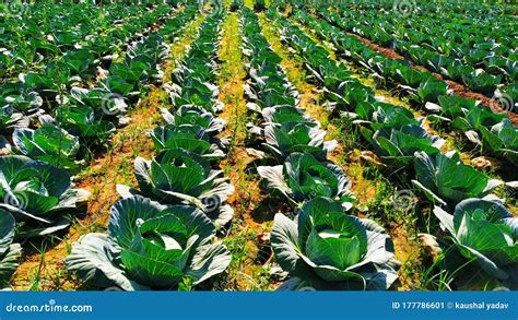 Farming of Cabbage Vegetable Stock Image - Image of food, vegetable: 177786601