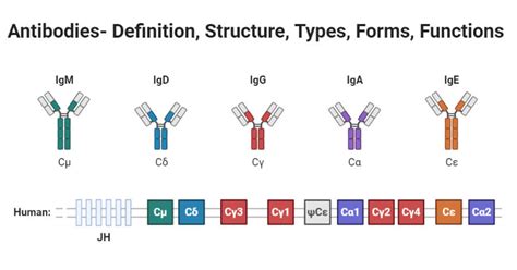 Antibody: Definition, Structure, Types, Forms, Functions