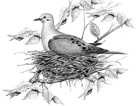 Mourning Doves Take Turns on Nest | Bird Watcher's General Store