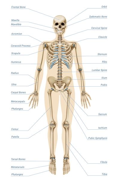 Skeletal System Images - Free Download on Freepik