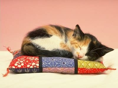 Sleeping calico kitten | Kitties, Puppies & Kids | Pinterest