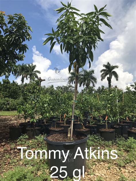 Tommy Atkins Mango Trees — Guacalina Nursery & Broker