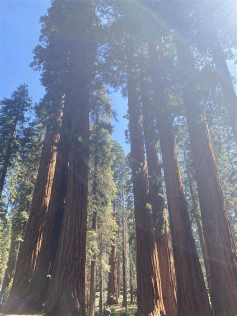 Sequoia national park - STATE PARKS USA