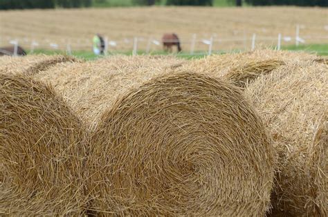 hay, grass, bales, round, fields, agriculture, straw, harvest, landscape, haystack | Pxfuel