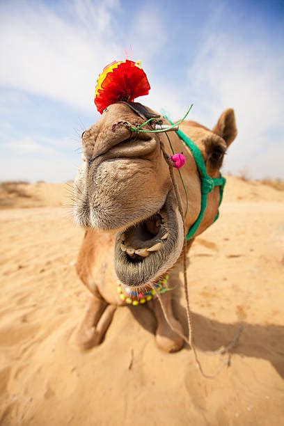 Royalty Free Funny Camel Pictures, Images and Stock Photos - iStock