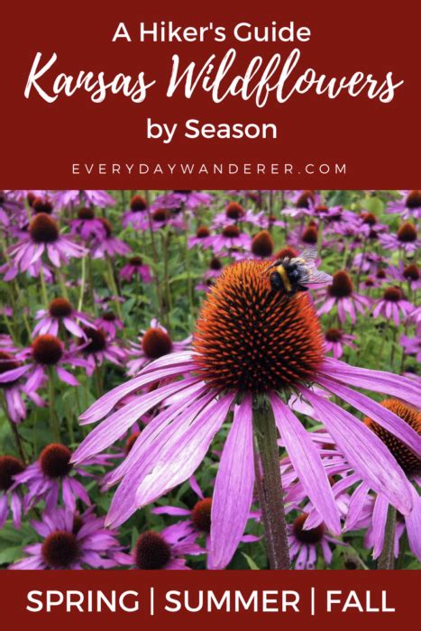 A Guide to Kansas Wildflowers by Season: Spring, Summer, and Fall | Kansas, Midwest travel ...