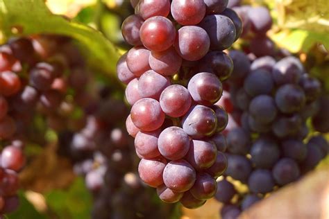 Red Grapes vs. Green Grapes: Exploring the Differences and Benefits - FeverTool