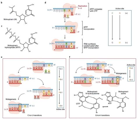 ORAL ANTIVIRUS FOR COVID-19 – INA-RESPOND