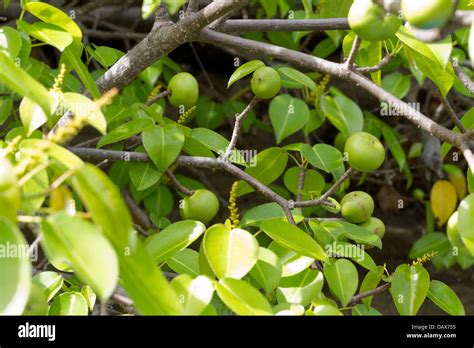 Manchineel tree, Hippomane mancinella, Tree, Fruit, Puerto Egas, Santiago Island, Galapagos ...