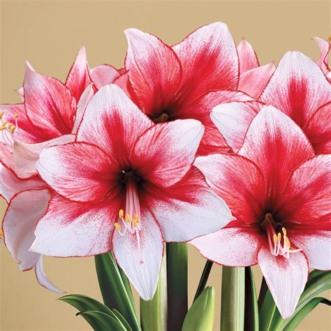 Growing Hippeastrum Amaryllis Bulbs ~ Beautifull Flower