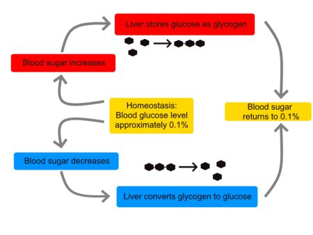 Internal & External Stimuli | Overview, Role & Examples - Lesson | Study.com