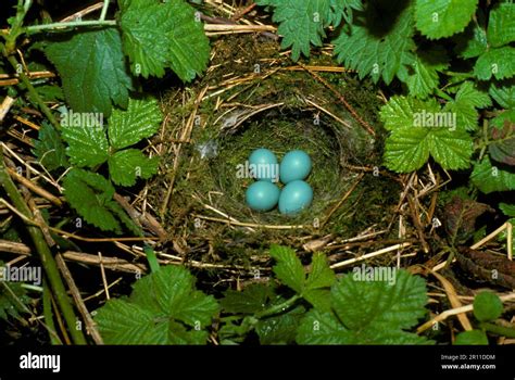 Dunnock, Dunnock, dunnocks (Prunella modularis), Songbirds, Animals, Birds, Dunnock Nest and ...