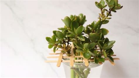 Kalanchoe Propagation Guide for Beginners - The Practical Planter