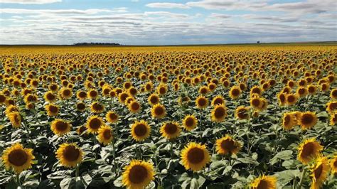 Farmers working tirelessly to sustain surge in demand for sunflowers amid Ukraine war - Good ...