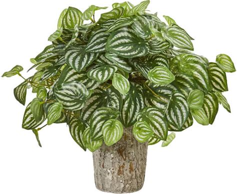 Watermelon Peperomia | Growing and Care Guide Australia