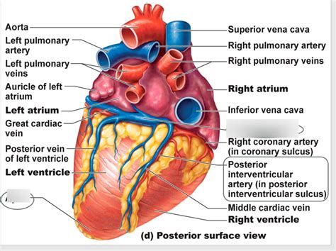 Block 2 - LSN 11 - Coronary Sinus Diagram | Quizlet