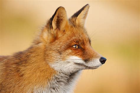 Red Fox Face Photograph by Roeselien Raimond