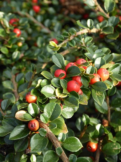 How to Identify a Tree with Red Berries, Red Berries