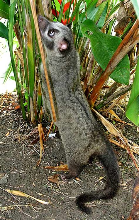 Musang or Masked Asian Civet Cat