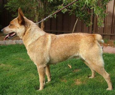 What are Some Animals Without Tails? This is 7 Types of Dogs Without Tail - Cabrito | Cattle dog ...