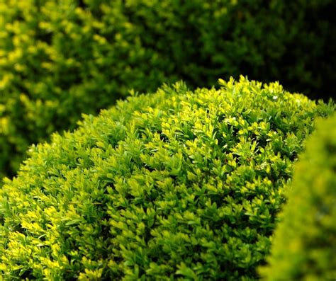 Pruning Evergreen Shrubs and More | N.C. Cooperative Extension