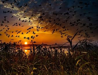 geese, whooper swan, bird, swans, goose, migratory bird, water bird, flock of birds, migratory ...