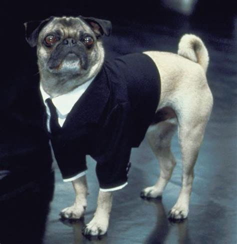 Frank the Pug | Men in Black Wiki | Fandom