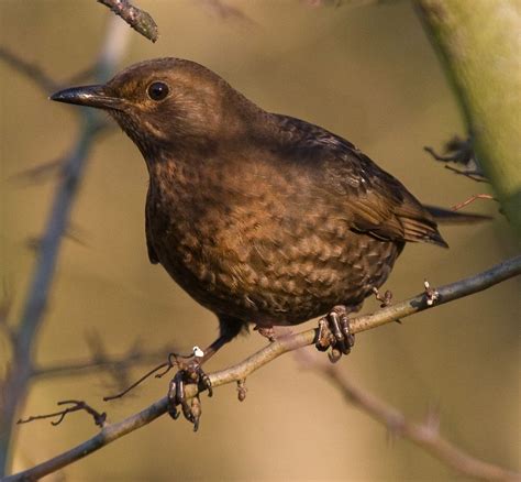 Female BlackBird | Female blackbird, Black bird, Animals beautiful