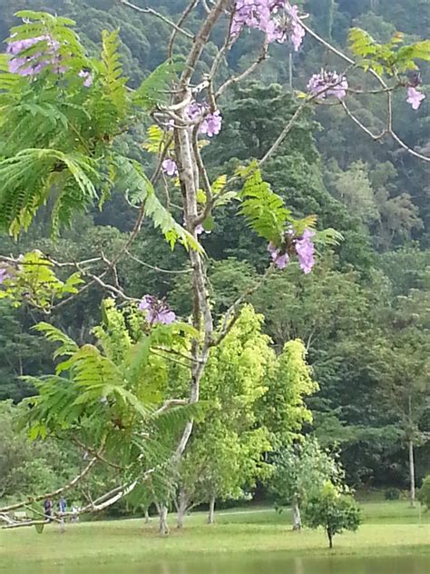 Musella: SPRING TIME AT KEPONG BOTANICAL GARDEN