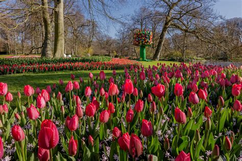 Keukenhof Tulip Park 2021 - Enjoy the Dutch Countryside