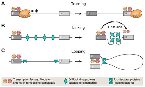 Genes | Free Full-Text | Enhancer Function in the 3D Genome