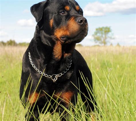 A black Rottweiler Dog in the grass field