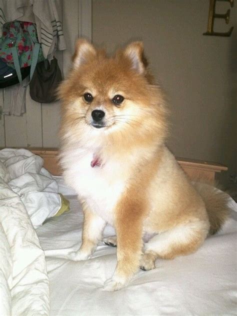 Pomeranian, lion cut! | Things I love | Pinterest | Example, Lion and Dogs