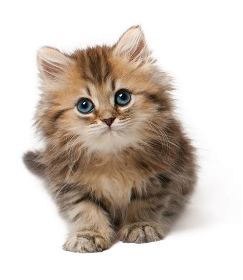 Kitten PNG HD | PNG All