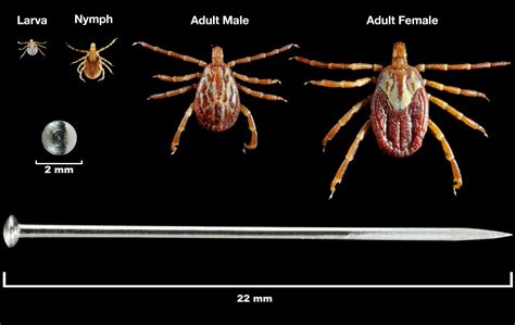 A Closer Look at the Different Types of Ticks | IGeneX Tick Talk