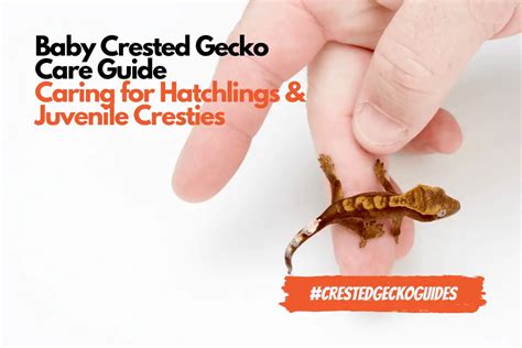 Baby and Juvenile Crested Gecko Care (With Shopping List)