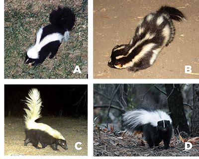 New Mexico Skunks: Identification, Ecology, and Damage Management | New ...