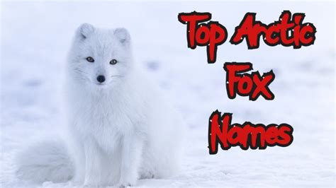 Top 100+ Cute Fox Names (Male & Female) | PetPress