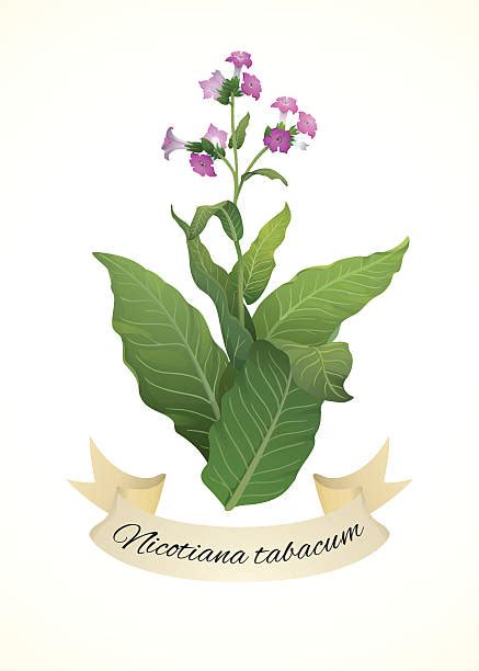 Tobacco Crop Clip Art, Vector Images & Illustrations - iStock