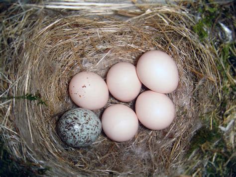 File:Eastern Phoebe-nest-Brown-headed-Cowbird-egg.jpg - Wikipedia