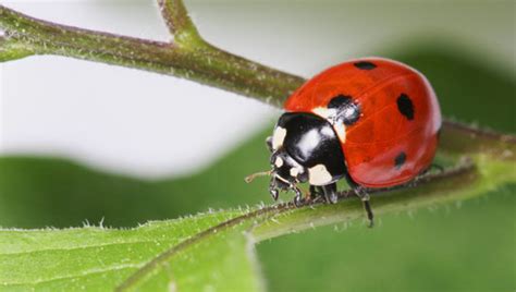 Amazing Facts about Ladybirds | OneKindPlanet Animal Education & Facts