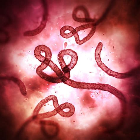 Ebola Foto Stok, Potret & Gambar Bebas Royalti - iStock