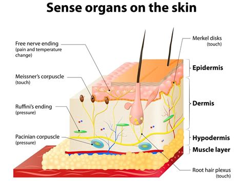 Types of Mechanoreceptors | Tegumentar, Sistema tegumentar, Imagens do corpo humano