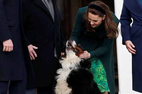 Irish president’s dog Brod dies at the age of 11