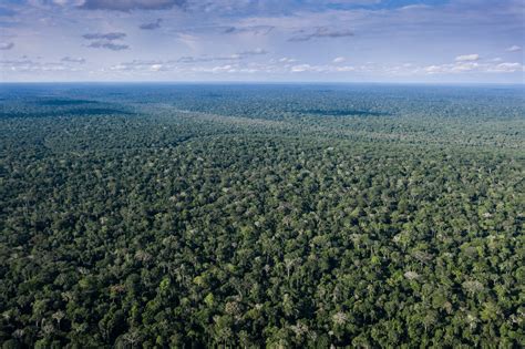 #Forests2Follow - The Congo Basin: A globally significant landscape - Trillion Trees