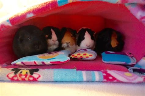 Princess fairy guinea pig bed guinea pig hideout